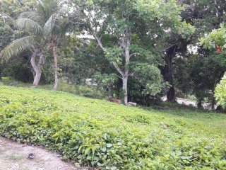  For Sale in Highgate, St. Mary Jamaica | [2]