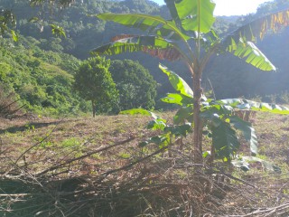 Land For Sale in Charlton Ave, Manchester Jamaica | [6]