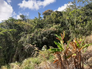 Land For Sale in James Hill, Clarendon Jamaica | [5]