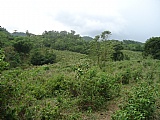 Commercial/farm land For Sale in Copse MtCeder Grove, Westmoreland Jamaica | [5]