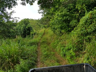 Commercial/farm land For Sale in Carton Estate Off road leading from Claremont to Lime Hall, St. Ann Jamaica | [2]