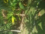 House For Sale in Ironshore, St. James Jamaica | [12]