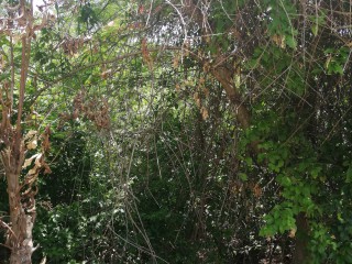 Commercial land For Sale in Spur Tree, Manchester Jamaica | [6]