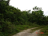 Residential lot For Sale in over 4 acres Mango Valley, St. Mary Jamaica | [8]