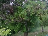 House For Sale in Pimento Hill, St. James Jamaica | [5]