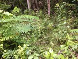 Residential lot For Sale in Riversdale, St. Catherine Jamaica | [5]