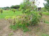 House For Sale in Savanna La Mar, Westmoreland Jamaica | [4]