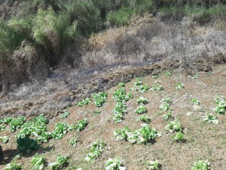 Land For Sale in James Hill, Clarendon Jamaica | [13]