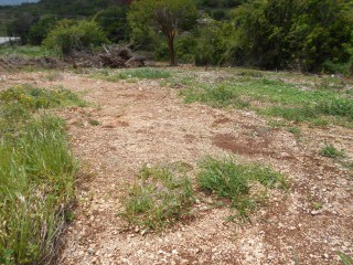 Land For Sale in Wigton, Manchester Jamaica | [14]