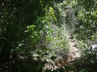 Commercial land For Sale in Spur Tree, Manchester Jamaica | [7]
