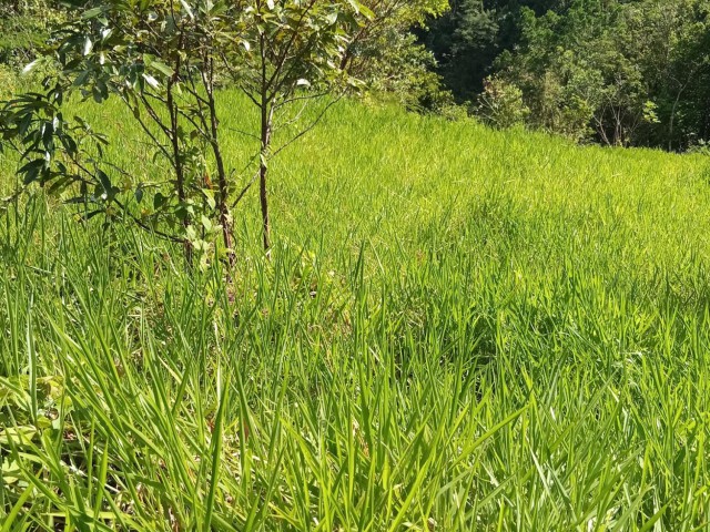 Land For Sale - Mile Gully, Manchester, Jamaica