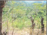 Residential lot For Sale in Reid Mountain, St. Thomas Jamaica | [2]