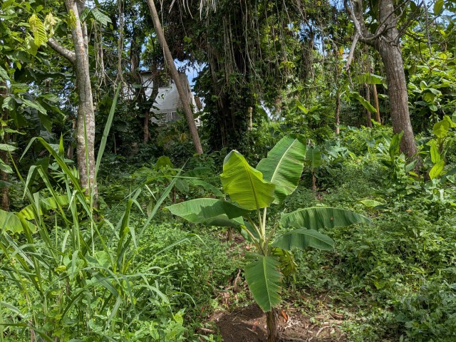 Residential lot For Sale in Islington, St. Mary Jamaica | [2]