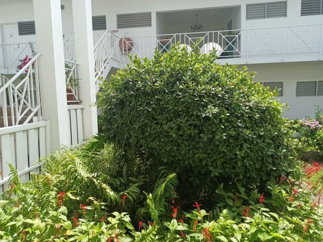Apartment For Rent in Kingston 5, Kingston / St. Andrew Jamaica | [10]