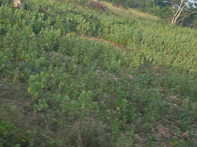 Residential lot For Sale in Sandy Bay, Clarendon Jamaica | [2]