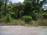 Commercial/farm land For Sale in Claremont near Moneague, St. Ann Jamaica | [3]