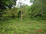 Residential lot For Sale in over 4 acres Mango Valley, St. Mary Jamaica | [5]
