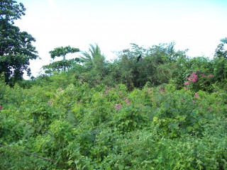 Commercial land For Sale in Salem, St. Ann Jamaica | [7]