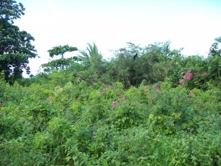 Commercial land For Sale in Salem, St. Ann Jamaica | [6]