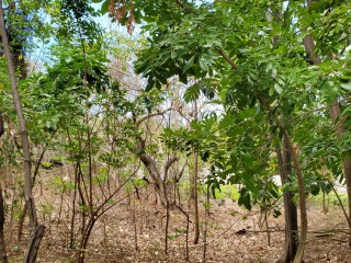 9 bed House For Sale in Pondside, St. Thomas, Jamaica