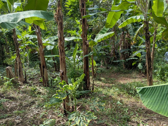 Residential lot For Sale in Islington, St. Mary Jamaica | [8]