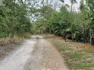 Commercial/farm land For Sale in Unity, St. Mary Jamaica | [9]