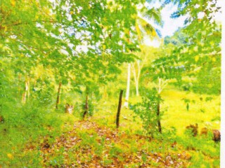 Land For Sale in Bunkers Hill, Trelawny, Jamaica
