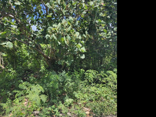 Residential lot For Sale in Rockmoor, St. Mary Jamaica | [5]