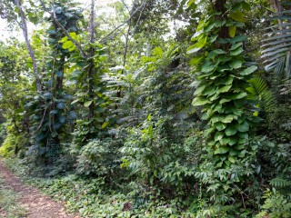 Land For Sale in Lime Hall, St. Ann Jamaica | [4]