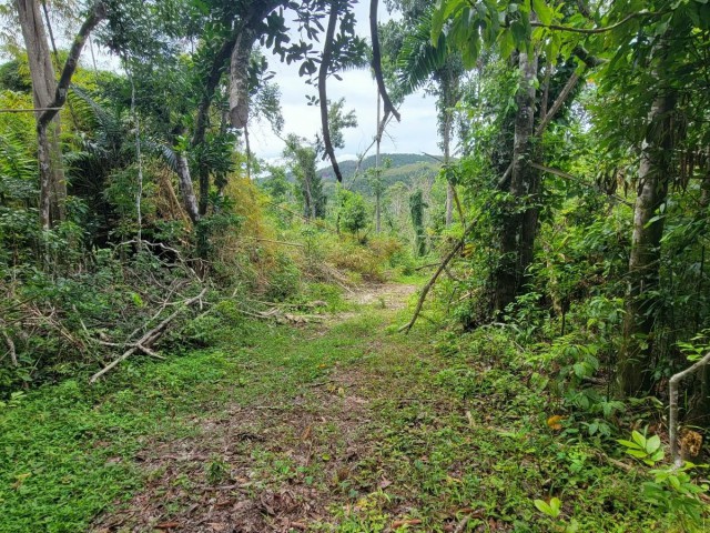 Development Land (Residential) For Sale in Mammee Ridge, St. Ann Jamaica | [2]