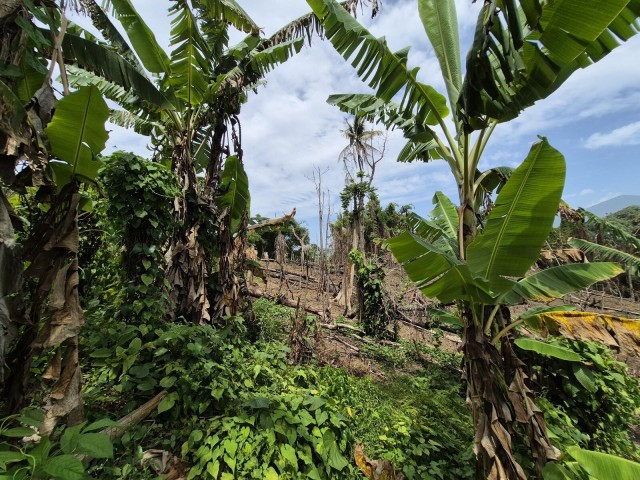 Land For Sale in Swift river, Portland Jamaica | [4]