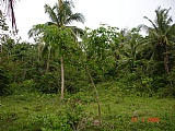 Residential lot For Sale in over 4 acres Mango Valley, St. Mary Jamaica | [2]
