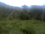 Commercial/farm land For Sale in Black hill, Portland Jamaica | [1]