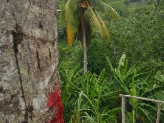 Commercial/farm land For Sale in St Andrew, Kingston / St. Andrew Jamaica | [1]