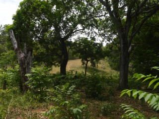 Land For Sale in Brompton, St. Elizabeth, Jamaica
Under Offer