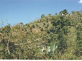 Residential lot For Sale in White Horse, Westmoreland Jamaica | [1]