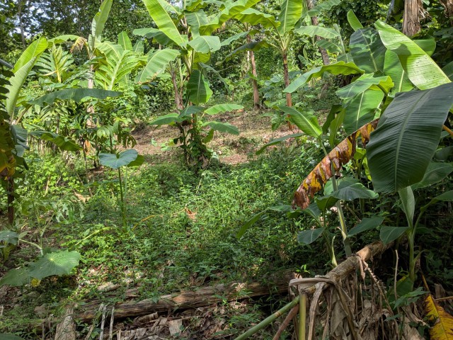 Residential lot For Sale in Islington, St. Mary Jamaica | [9]