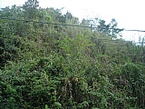 Residential lot For Sale in Red Hills, Kingston / St. Andrew Jamaica | [1]