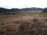 Commercial/farm land For Rent in Manchester, Manchester Jamaica | [3]