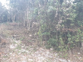 Residential lot For Sale in Red Hills, Kingston / St. Andrew Jamaica | [4]
