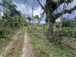 Commercial/farm land For Sale in Belvedere Chester Castle, Hanover Jamaica | [6]