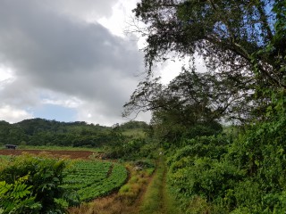 Commercial/farm land For Sale in Carton Estate Off road leading from Claremont to Lime Hall, St. Ann Jamaica | [4]
