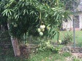 Residential lot For Sale in Battle Site, St. Mary Jamaica | [11]