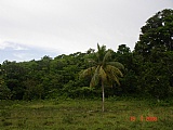 Residential lot For Sale in over 4 acres Mango Valley, St. Mary Jamaica | [6]