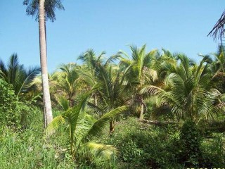 Commercial/farm land For Sale in Bog walk, St. Catherine Jamaica | [4]