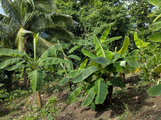 Residential lot For Sale in Islington, St. Mary Jamaica | [3]