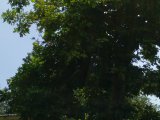 House For Rent in HUGHENDEN, Kingston / St. Andrew Jamaica | [7]