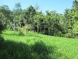 Commercial/farm land For Sale in Malvern, St. Elizabeth Jamaica | [6]