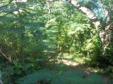 Resort/vacation property For Sale in Round Hill, Hanover Jamaica | [12]