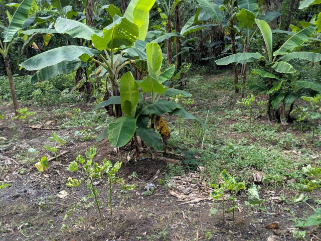 Residential lot For Sale in Islington, St. Mary Jamaica | [10]